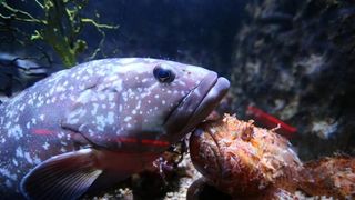 Vranjicki Aquapark godinu dana nakon otvorenja zadivljuje posjetitelje kao i prvog dana. U velicanstvenim pojavama iz morskog svijeta najvise ipak uzivaju djeca. Photo: Ivo Cagalj/PIXSELL Vranjicki Aquapark godinu dana nakon otvorenja zadivljuje posjetitelje kao i prvog dana. U velicanstvenim pojavama iz morskog svijeta najvise ipak uzivaju djeca. Photo: Ivo Cagalj/PIXSELL