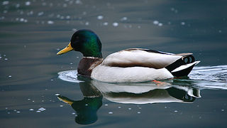 Bled i Bledsko jezero Bled i Bledsko jezero