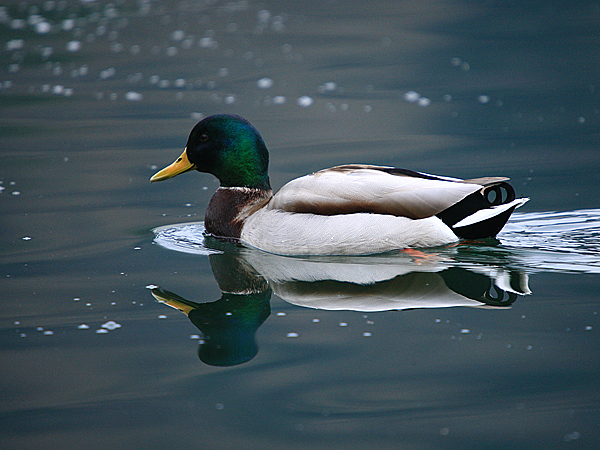 Bled i Bledsko jezero Bled i Bledsko jezero