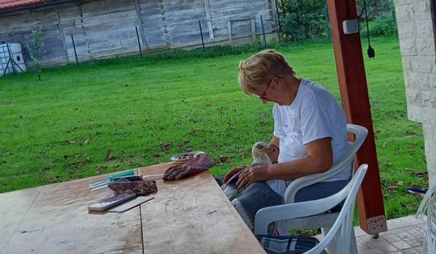 Veliko srce karlovačke umirovljenice spasilo virskog galeba Gojka