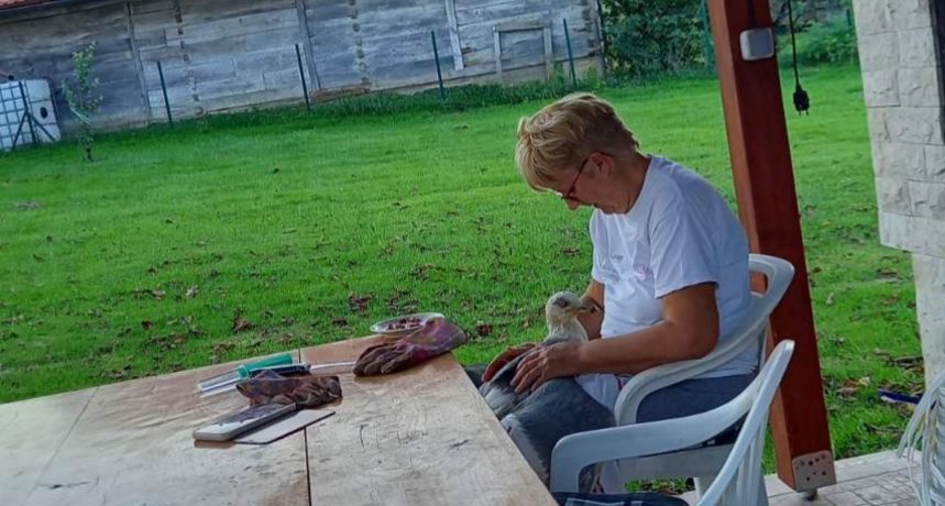 Veliko srce karlovačke umirovljenice spasilo virskog galeba Gojka