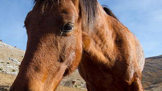 Velebitski divlji konji, Foto: Leo Banić