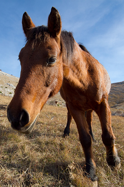 Velebitski divlji konji, Foto: Leo Banić
