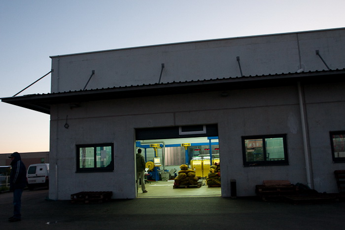 Put masline od stabla do djevicanskog ulja, Foto: Leo Banic Put masline od stabla do djevicanskog ulja, Foto: Leo Banic