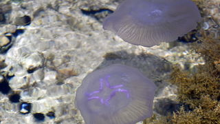 Pula, 240511.
Najezda meduza u pulskoj uvali Valkane  po imenu “Aurelia Aurita” ili u narodu poznatija kao “uhati klobuk” lako se prepoznaju po prozirnom klobuku s cetiri ljubicasta kruga. Iako ih nije ugodno vidjeti, osobito u velikom broju, ova je vrsta