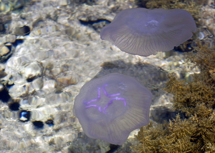 Pula, 240511.
Najezda meduza u pulskoj uvali Valkane  po imenu “Aurelia Aurita” ili u narodu poznatija kao “uhati klobuk” lako se prepoznaju po prozirnom klobuku s cetiri ljubicasta kruga. Iako ih nije ugodno vidjeti, osobito u velikom broju, ova je vrsta