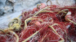 7. Vrške ćakule 7. Vrške ćakule