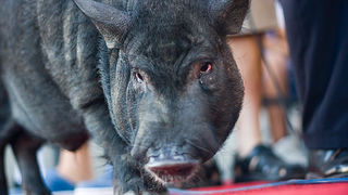 51. Saljske užance, 8. kolovoza 2010. (foto:Saša Čuka)