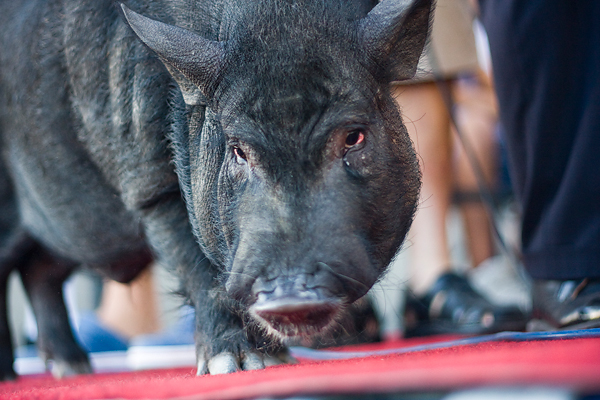 51. Saljske užance, 8. kolovoza 2010. (foto:Saša Čuka)