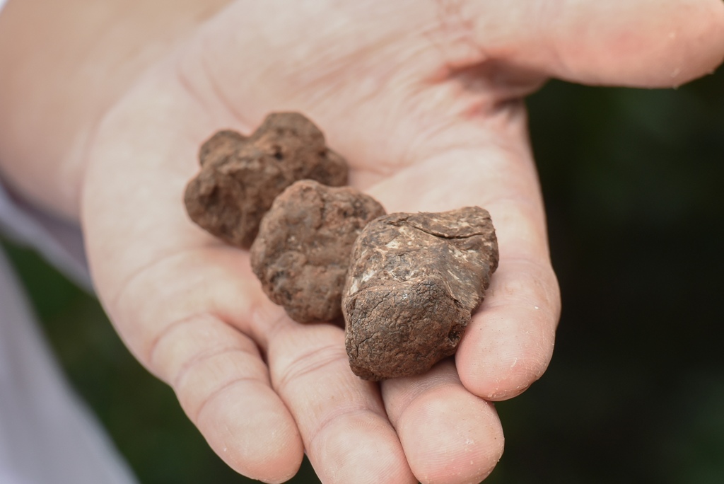 Tuna, sushi and wine festival: Ručak u Kraljevskim vinogradima Tuna, sushi and wine festival: Ručak u Kraljevskim vinogradima