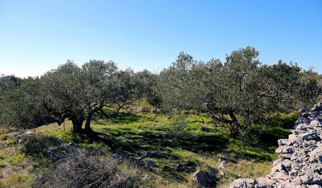 Maslinik u Modravama