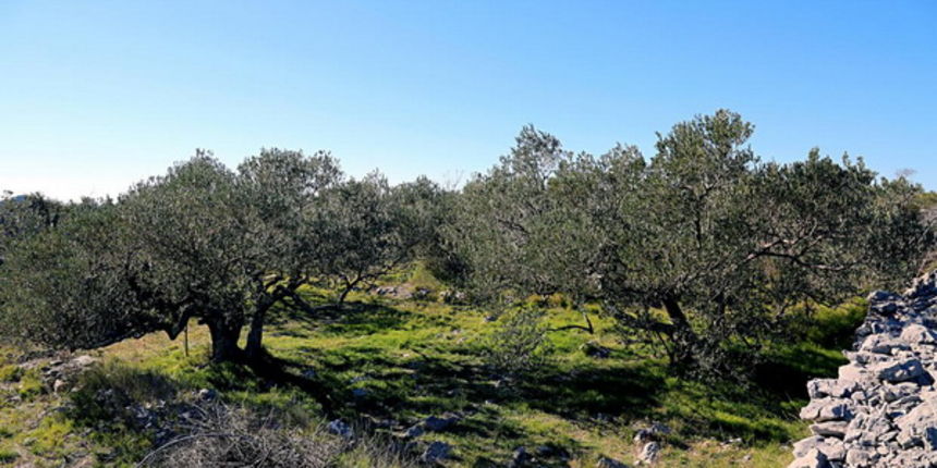 Maslinik u Modravama Maslinik u Modravama