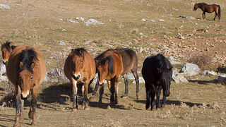 Velebitski divlji konji, Foto: Leo Banić