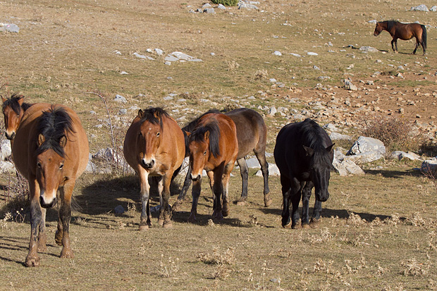 Velebitski divlji konji, Foto: Leo Banić