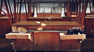 Mačja špica na zadarskoj pijaci