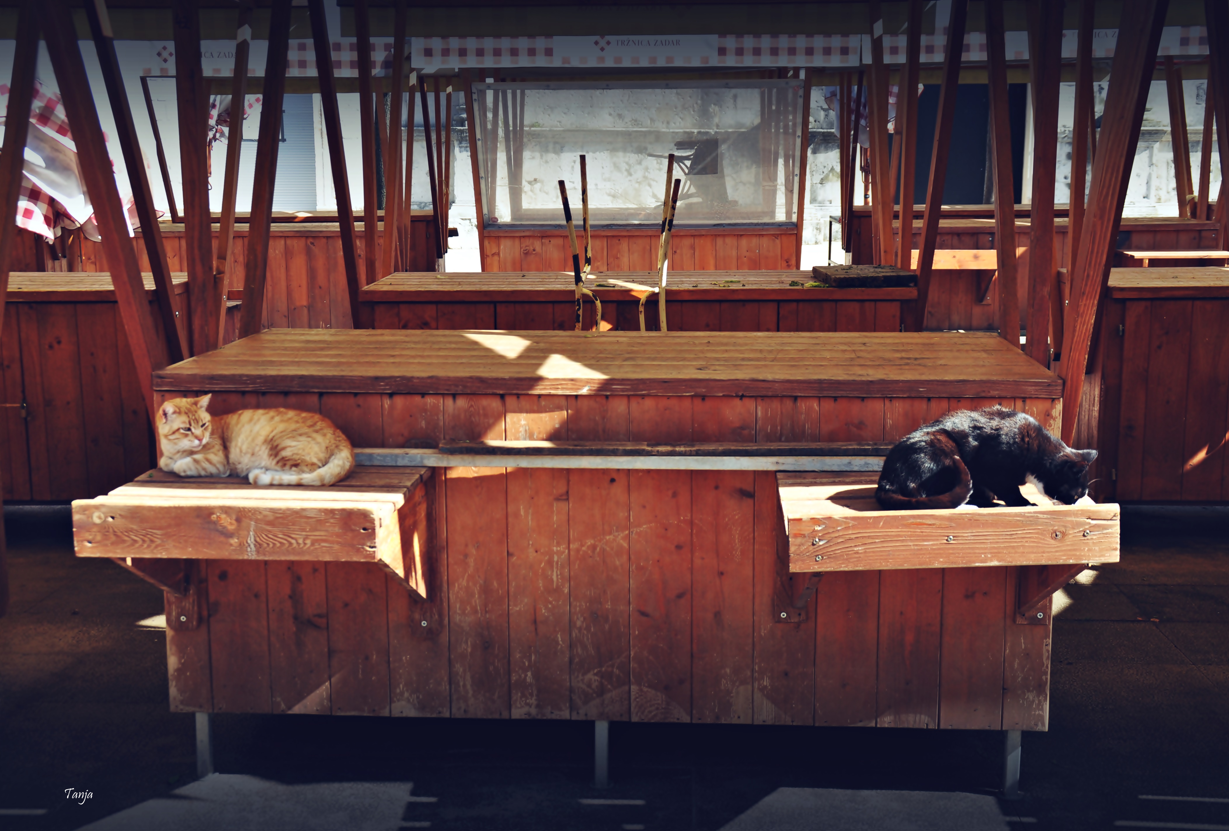 Mačja špica na zadarskoj pijaci