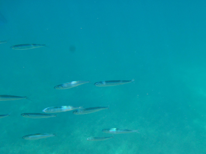 OLYMPUS DIGITAL CAMERA OLYMPUS DIGITAL CAMERA