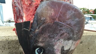 Čeprljandska fešta 2016. Foto: Valentin Bakota Čeprljandska fešta 2016. Foto: Valentin Bakota