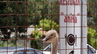 Zadar, 270510.
Prijatelji zivotinja se pobunili protiv improviziranog ZOO-a u Obrovcu. Vlasnik restorana Anita Milan Anic uz janjetinu s raznja u svojoj ponudi drzi i egzoticne zivotinje, majmune, klokane, nojeve, rode, rakune.
Foto: Jure Miskovic / CROPI Zadar, 270510.
Prijatelji zivotinja se pobunili protiv improviziranog ZOO-a u Obrovcu. Vlasnik restorana Anita Milan Anic uz janjetinu s raznja u svojoj ponudi drzi i egzoticne zivotinje, majmune, klokane, nojeve, rode, rakune.
Foto: Jure Miskovic / CROPI