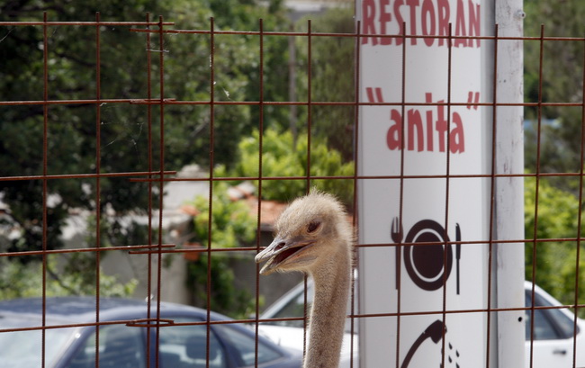 Zadar, 270510.
Prijatelji zivotinja se pobunili protiv improviziranog ZOO-a u Obrovcu. Vlasnik restorana Anita Milan Anic uz janjetinu s raznja u svojoj ponudi drzi i egzoticne zivotinje, majmune, klokane, nojeve, rode, rakune.
Foto: Jure Miskovic / CROPI Zadar, 270510.
Prijatelji zivotinja se pobunili protiv improviziranog ZOO-a u Obrovcu. Vlasnik restorana Anita Milan Anic uz janjetinu s raznja u svojoj ponudi drzi i egzoticne zivotinje, majmune, klokane, nojeve, rode, rakune.
Foto: Jure Miskovic / CROPI