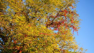 Đir po Karmi 18. listopada 2012. foto: Robert Brkljača Đir po Karmi 18. listopada 2012. foto: Robert Brkljača