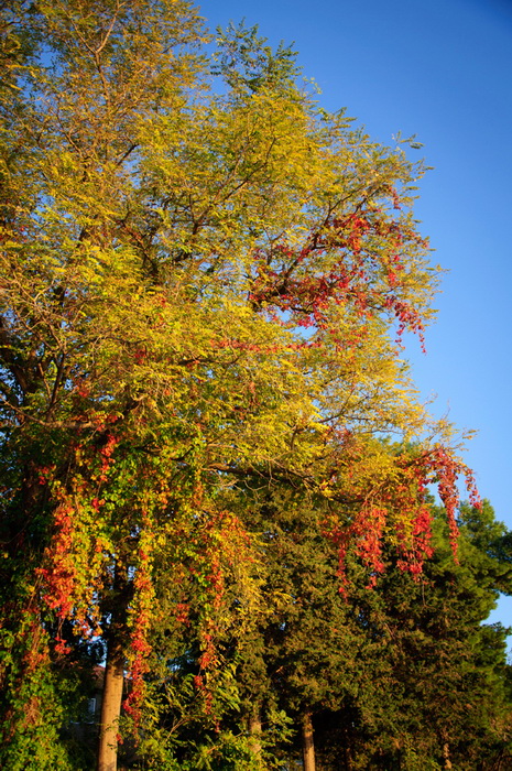 Đir po Karmi 18. listopada 2012. foto: Robert Brkljača Đir po Karmi 18. listopada 2012. foto: Robert Brkljača