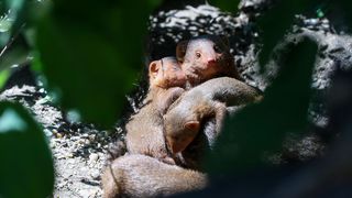 Mladunci patuljastog mungosa novi su stanovnici Zoološkog vrta Mladunci patuljastog mungosa novi su stanovnici Zoološkog vrta