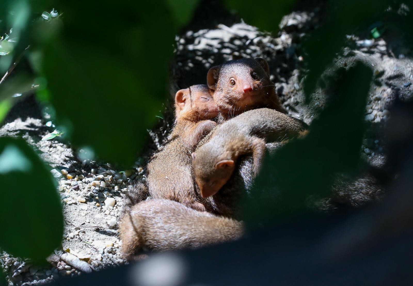 Mladunci patuljastog mungosa novi su stanovnici Zoološkog vrta Mladunci patuljastog mungosa novi su stanovnici Zoološkog vrta