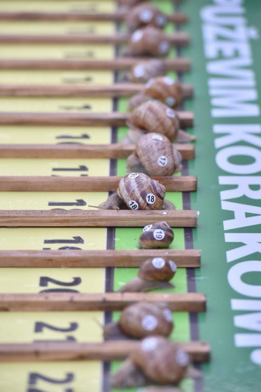 “Puževim korakom” Benkovac: 6. Prvenstvo Hrvatske u utrci puževa “Puževim korakom” Benkovac: 6. Prvenstvo Hrvatske u utrci puževa