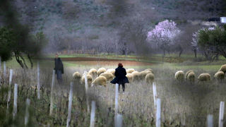 Mediji i uzvanici posjetili Polaču, Vransko jezero i Maškovića han