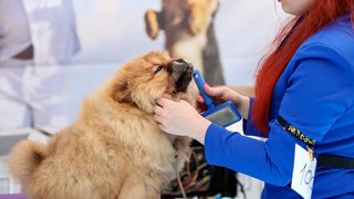 Međunarodna izložba pasa CACIB 2023