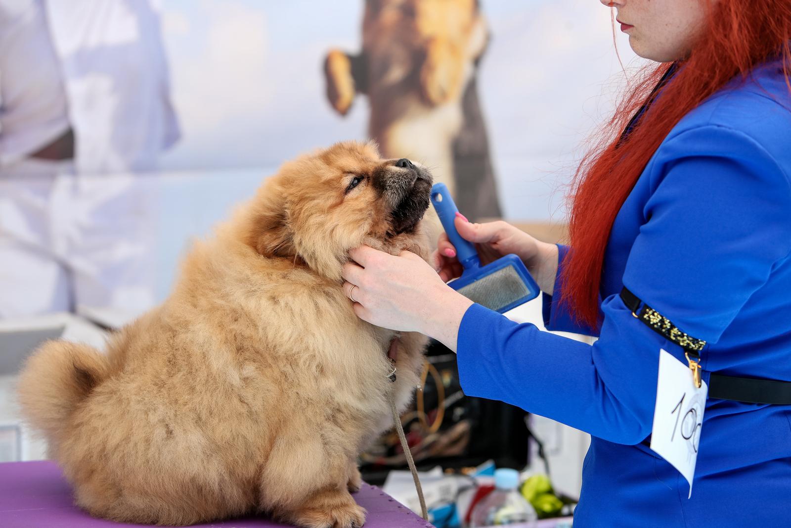 Međunarodna izložba pasa CACIB 2023