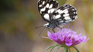 Cvijeće, bube, pauk, foto: Leo Banić