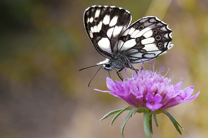 Cvijeće, bube, pauk, foto: Leo Banić