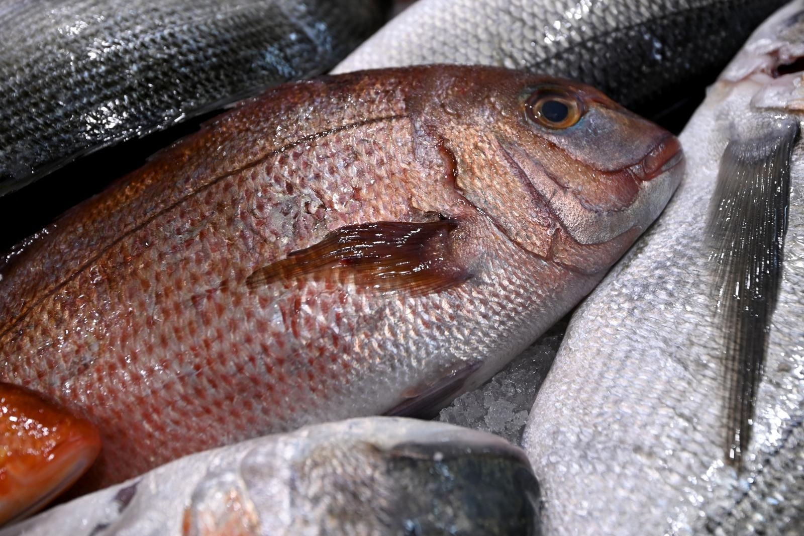 Bogata ponuda ribe na gradskoj ribarnici Bogata ponuda ribe na gradskoj ribarnici