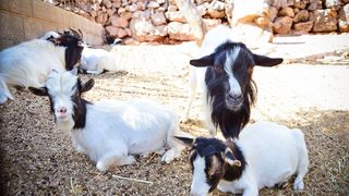 Zaton Obrovački: ZOO s egzotičnim i domaćim životinjama Zaton Obrovački: ZOO s egzotičnim i domaćim životinjama