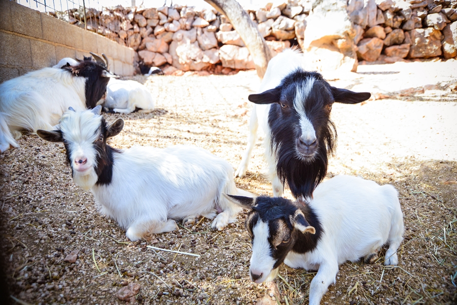 Zaton Obrovački: ZOO s egzotičnim i domaćim životinjama Zaton Obrovački: ZOO s egzotičnim i domaćim životinjama