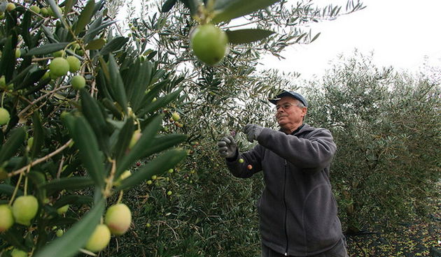 U berbi maslina, Foto: Leo Banić