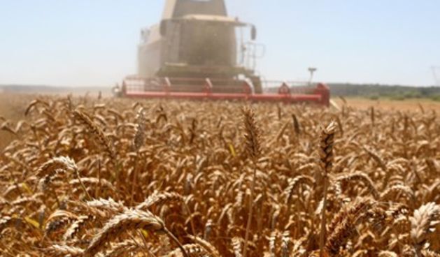 pšenica (foto: Damir Glibušić/Cropix)