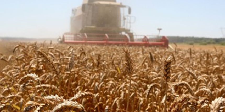 pšenica (foto: Damir Glibušić/Cropix) pšenica (foto: Damir Glibušić/Cropix)