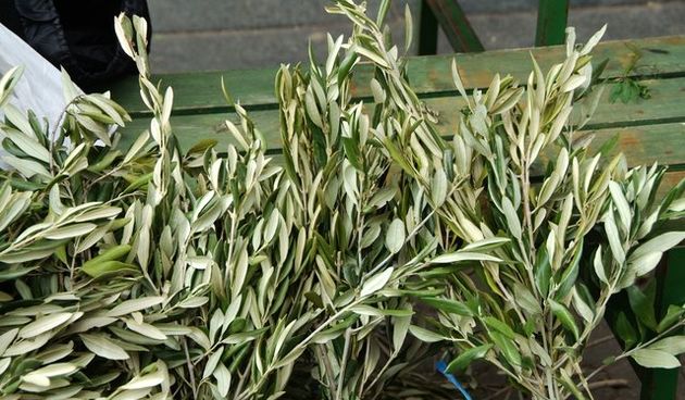 Cvjetnica, foto: dalje.com