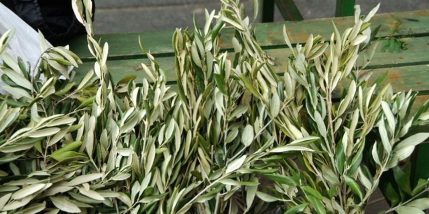 Cvjetnica, foto: dalje.com