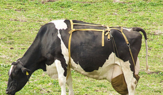 Krava s grudnjakom (Foto: flickr.com)