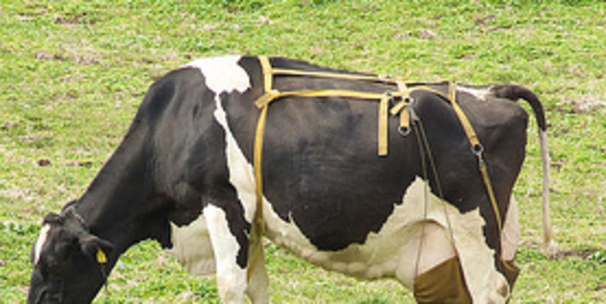 Krava s grudnjakom (Foto: flickr.com) Krava s grudnjakom (Foto: flickr.com)