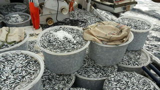 Posada plivarice “Tuljan dva” u jednu noć ulovila rekordnih 42 tone srdela, foto: Posada