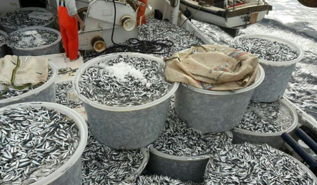 Posada plivarice “Tuljan dva” u jednu noć ulovila rekordnih 42 tone srdela, foto: Posada