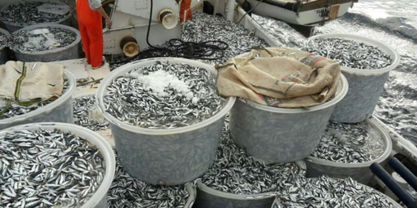 Posada plivarice “Tuljan dva” u jednu noć ulovila rekordnih 42 tone srdela, foto: Posada