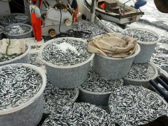 Posada plivarice “Tuljan dva” u jednu noć ulovila rekordnih 42 tone srdela, foto: Posada