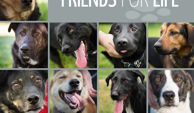 Psi heroji – darivatelji krvi iz azila Dumovec