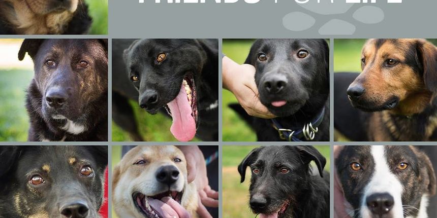 Psi heroji – darivatelji krvi iz azila Dumovec